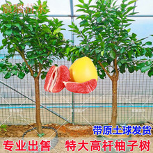 �޽Ӽt�����������t�����ش��S�����֘��Ϸ��Nֲ���Ե��Ԯ���Y��