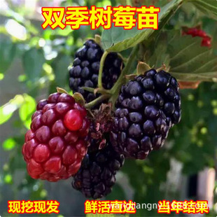 ���l��ݮ�縲���Ә������Ժژ�ݮ�t��ݮ���ϱ����Nֲ�B�Q����С��