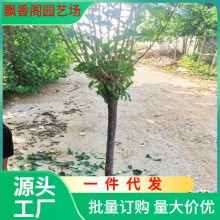 һlӘ玧޽ӼtڲϱNֲͥԺ