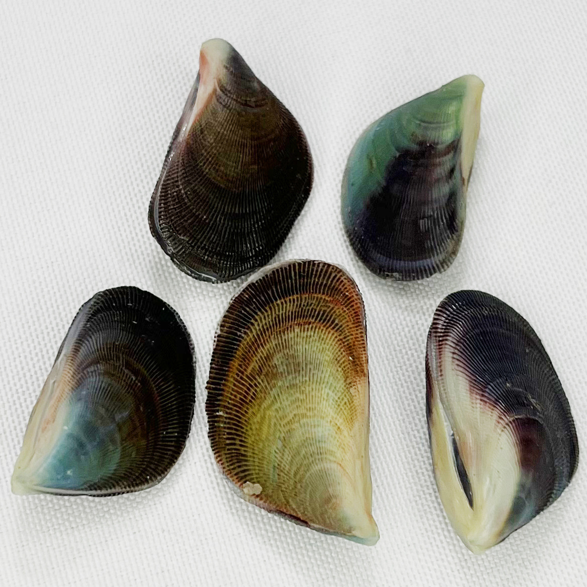 隔贻贝壳精选天然海螺手工diy家居装饰海洋海星花螺扇贝珊瑚半壳