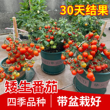 四季矮生番茄苗水果盆栽千禧种子孑种籽阳台圣女果西红柿草莓苗秧