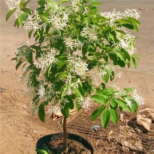 Tassel Flower Saplings April Snow Seedlings Courtyard Potted Large Cold-Resistant Greening Landscape Tree Grafted Rootstock Tassel Tree