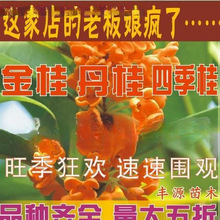 金桂桂丹桂红血桂花树苗苗桂银桂花状元桂花苗朱砂小苗四季桂八月