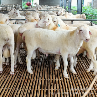 ���ް׾d�������һֻ ����ĸ�� С���r�� �Bֳ�����\ݔ