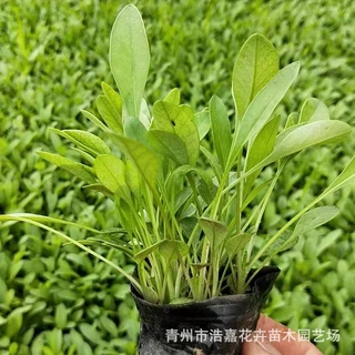 供应大花金鸡菊 宿根花卉 青州批发市场 河北园林绿化工程