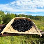 【不老莓-】云南下山货不老莓 野樱莓  小黑果好货真