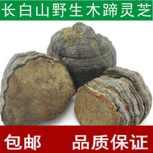 野生木蹄灵芝 马蹄灵芝 长白山木蹄层孔菌 正品包邮