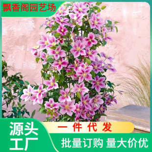 Bee Love Clematis Seedlings Early Flowering Large Flower Balcony Potted Green Plants Florals Courtyard Vine Climbing Plants