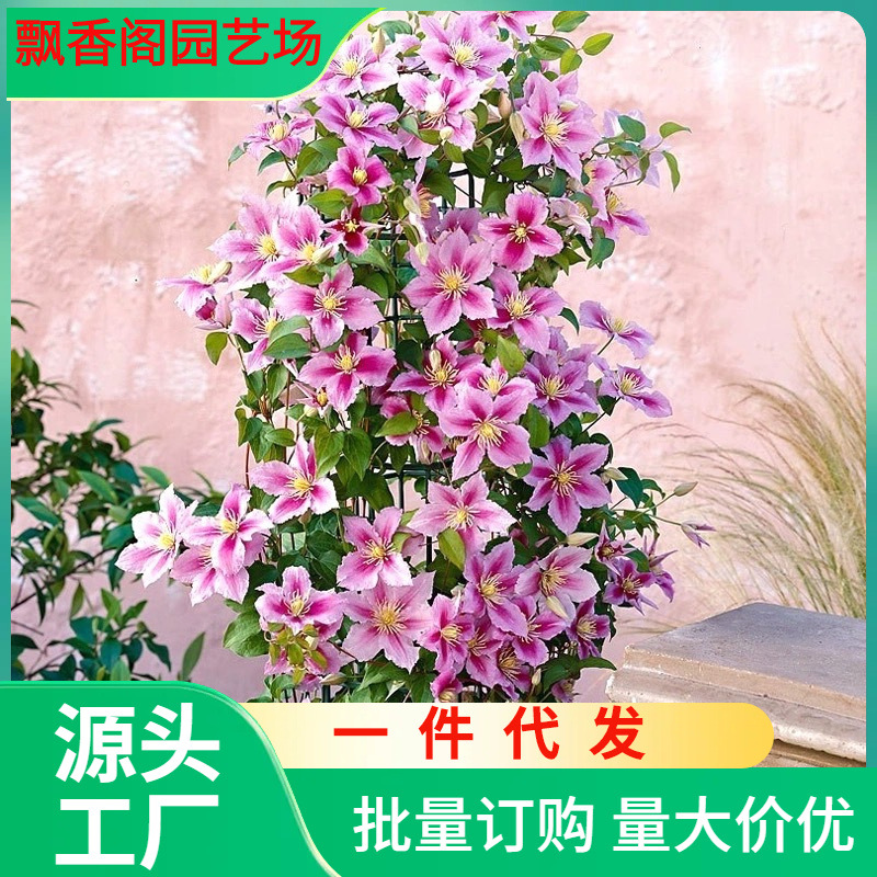 蜜蜂之恋铁线莲花苗早花大花型阳台盆栽绿植花卉庭院藤本爬藤植物