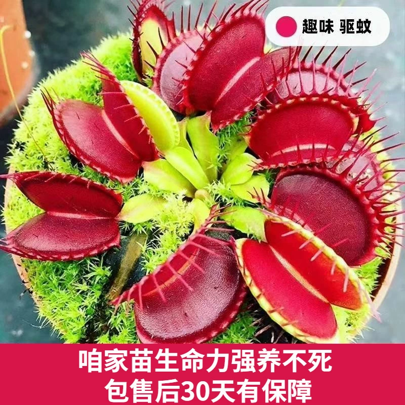 Ловушка для мух, горшечное растение, летняя гидропонная ловушка для комаров, хищное растение, ловушка для мух Венеры, комнатные цветы и зеленые растения, которые легко ухаживать.