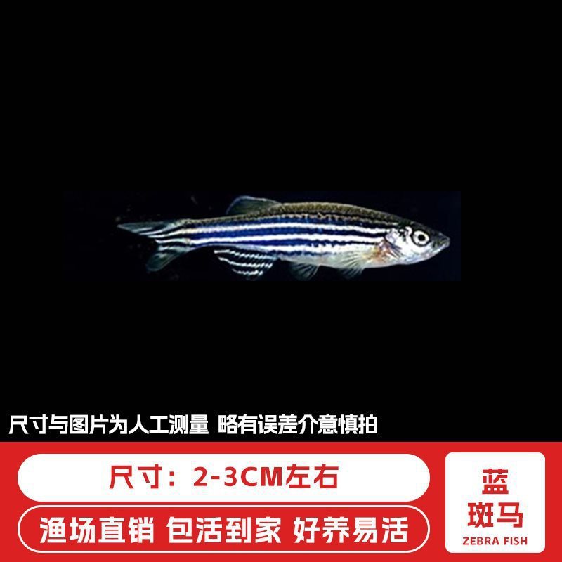 ゼブラフィッシュ観賞魚、活淡水ペット魚、蝶の羽、長尾冷水魚、淡水熱帯魚、飼いやすい、生きやすい|undefined