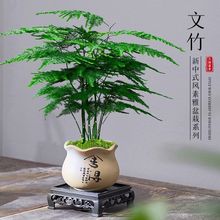 花卉古风绿植文竹盆栽室内客厅四季常青办公室好养盆景桌面植物