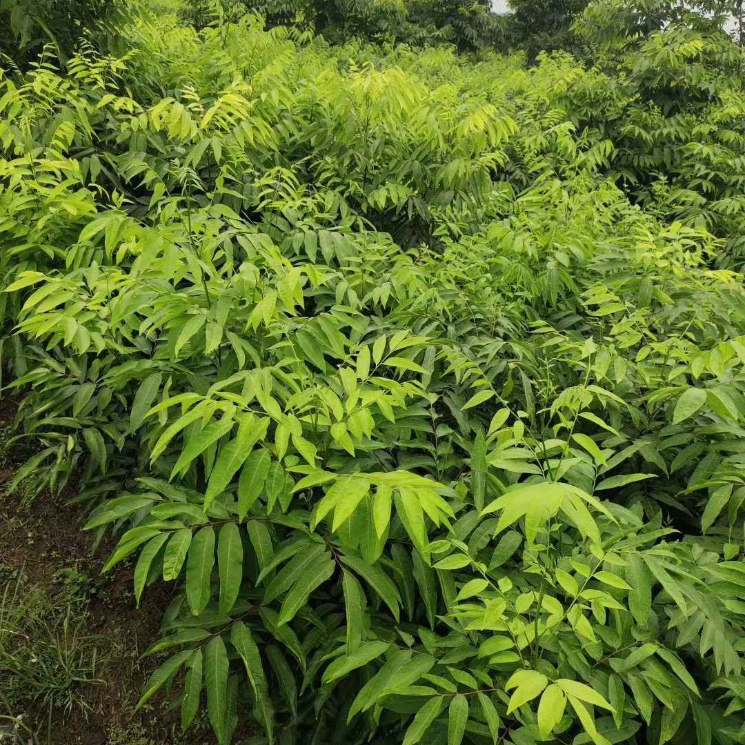 Срочно нужно обработать рассаду мыльного дерева 2cm - 12cm для садовых проектов, эфирное масло конского дерева.