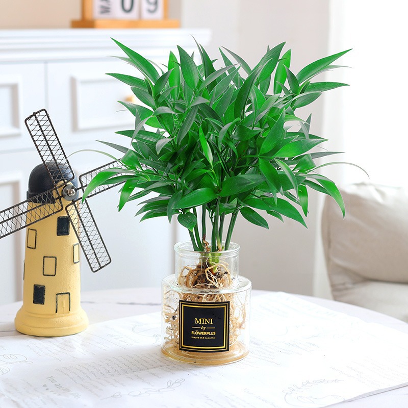 모기퇴치대나무, 편백나무 10개 + [개방형 투명 MINI병] + 영양액