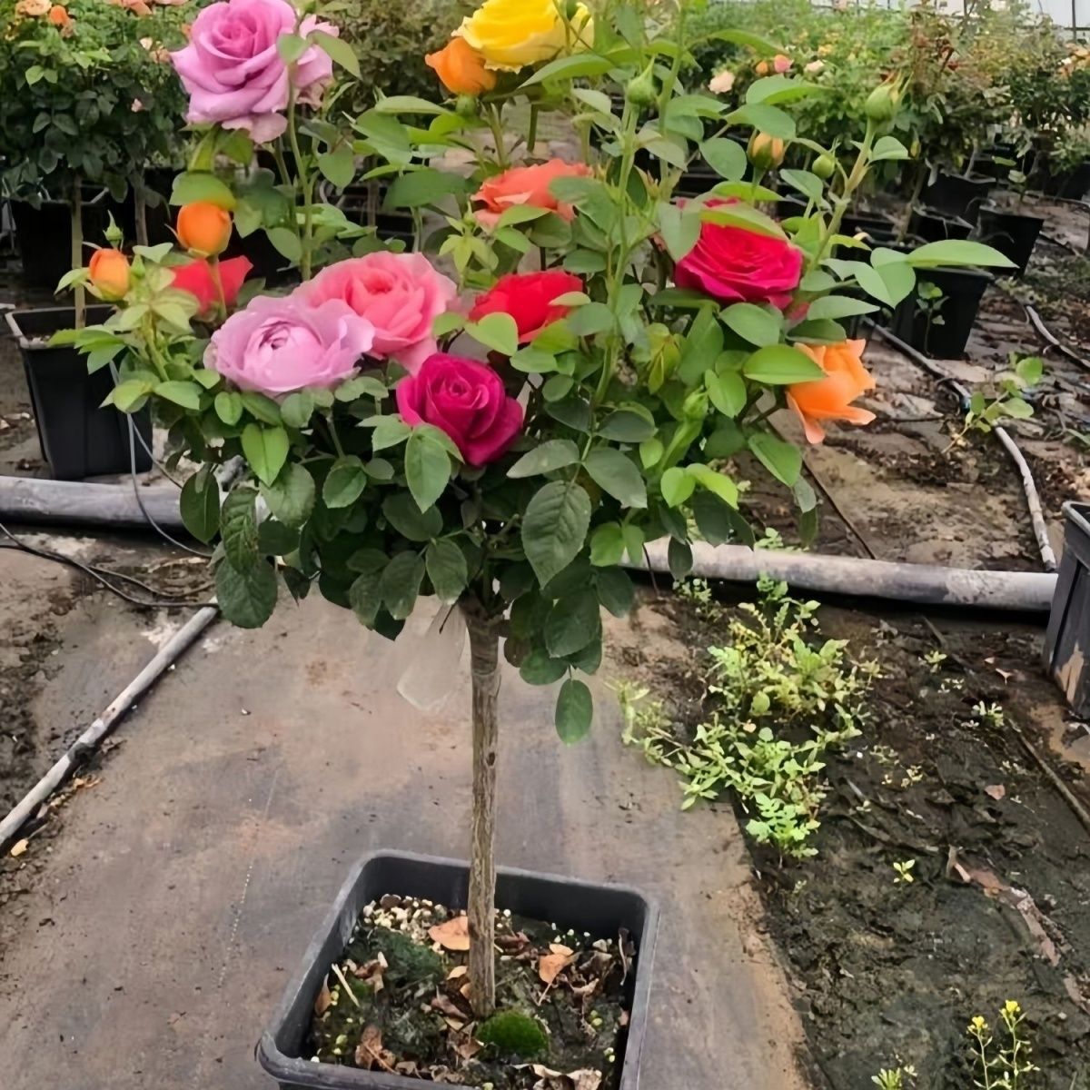 树桩月季特大花四季开花盆栽庭院浓香棒棒糖嫁接树状多色