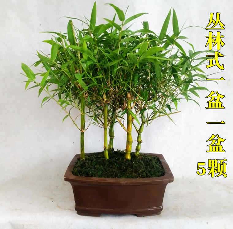 특가 정글불상배대나무 한 화분 가격