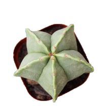 ���w������ǰ�ɳ�[�P���_������ֲ��С�������ֺ��B����������