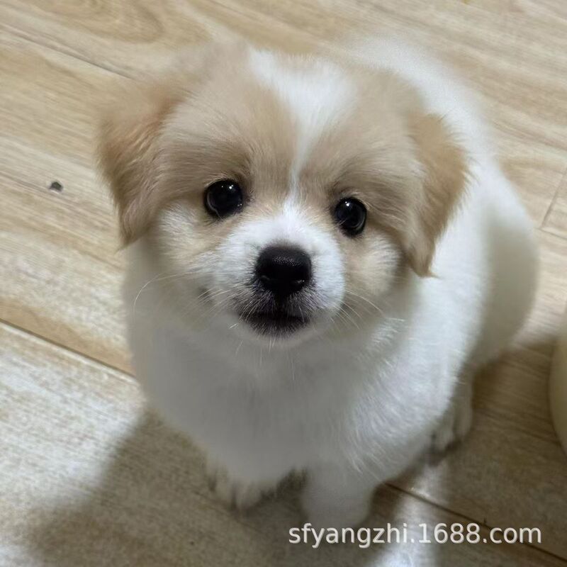 Chinese Pastoral Dog, Little Yellow Dog, Live Animal, Cute Little White Dog, Little Black Dog, Little Flower Dog, Puppy, Cheap Pet Dog