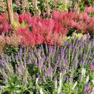 Engineering Greening Seedlings Wedding Decoration Community Park Greening Project Grass Flower Manufacturer Potted Seedlings Flowers and Leaves