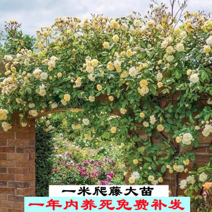 1m Climbing Rose Seedlings, Rose Seedlings, Four-Season Flowering Wall-Climbing Florals, Pink Lonsdale Gem Climbing Roses