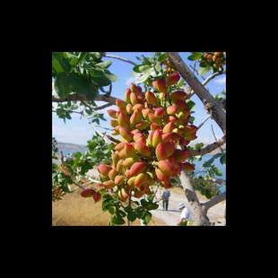 �޽��_�Ĺ������ϱ����Y�������ӾG���_�Ĺ���Nֲ�������Ԯ���