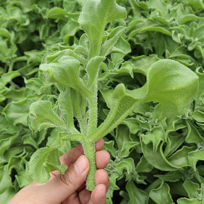 冰菜种子秋盆栽蔬菜种籽种冰草苗四季秋冬季菜种籽大全野菜种孑