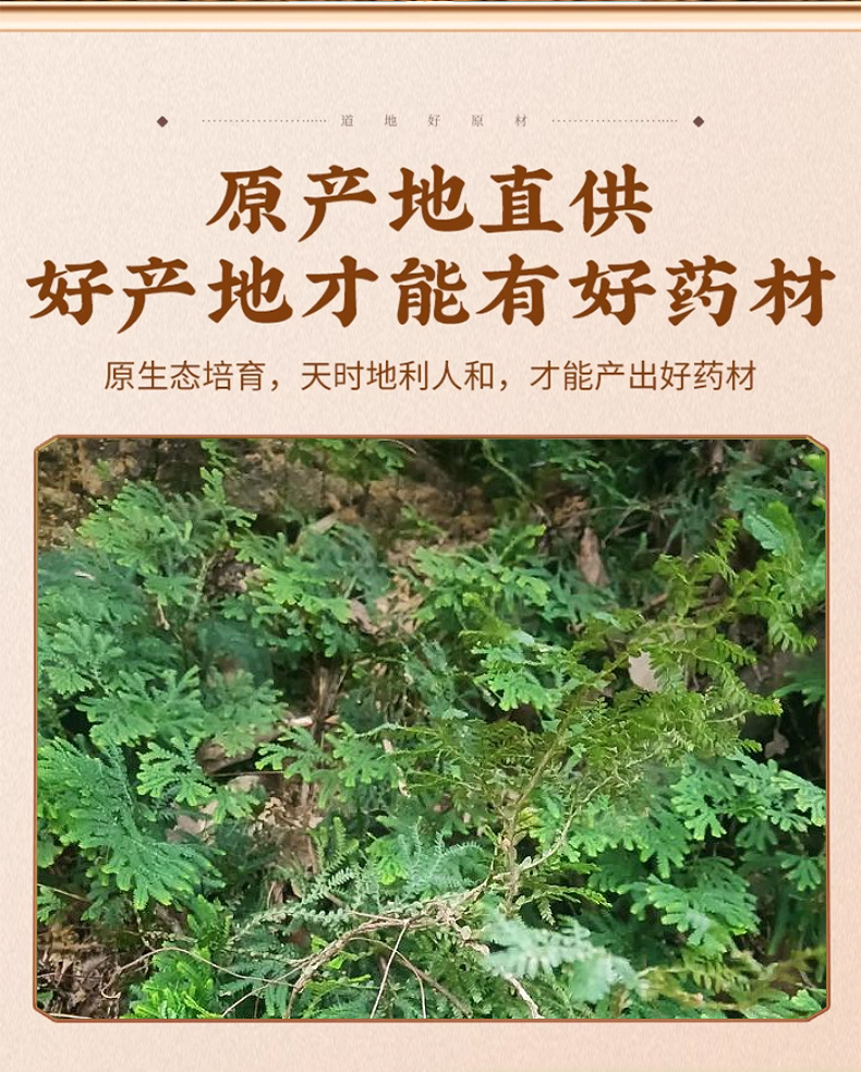 Shi Shang Bai Dried Selaginella Herb 500g Traditional Chinese Herbal Tea Ingredient key features