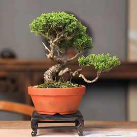 原生日本济州真柏小品微型矮霸老桩舍利神枝阳台办公桌茶台盆栽