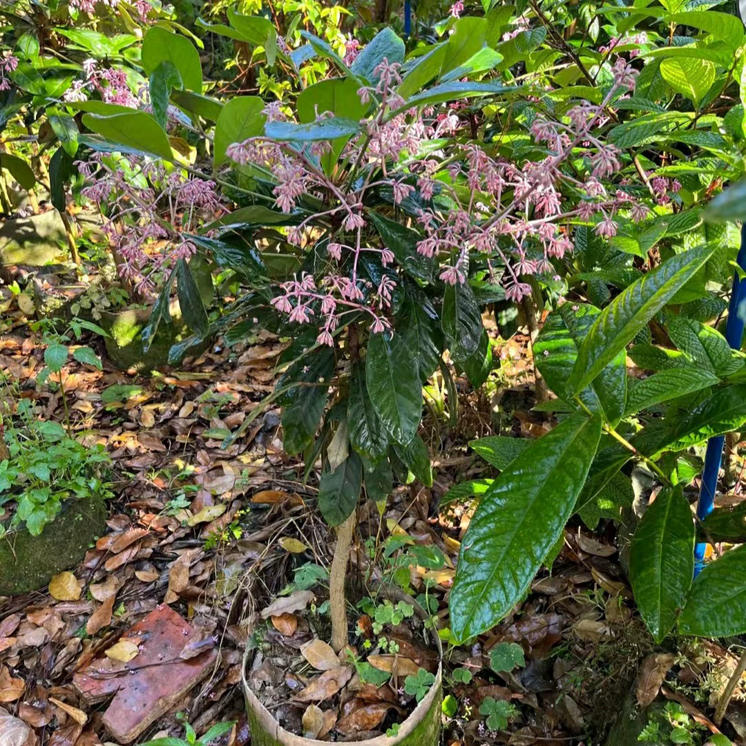 2305 питомник поставляет карликовый пурпурный мешок быка