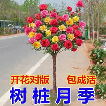 树状月季花苗树桩月季高杆玫瑰花四季开盆栽植物室内好养花卉绿植