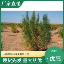 �������硾���������� �����Ż�  Ʒ����ȫ�����쾰�����̻���