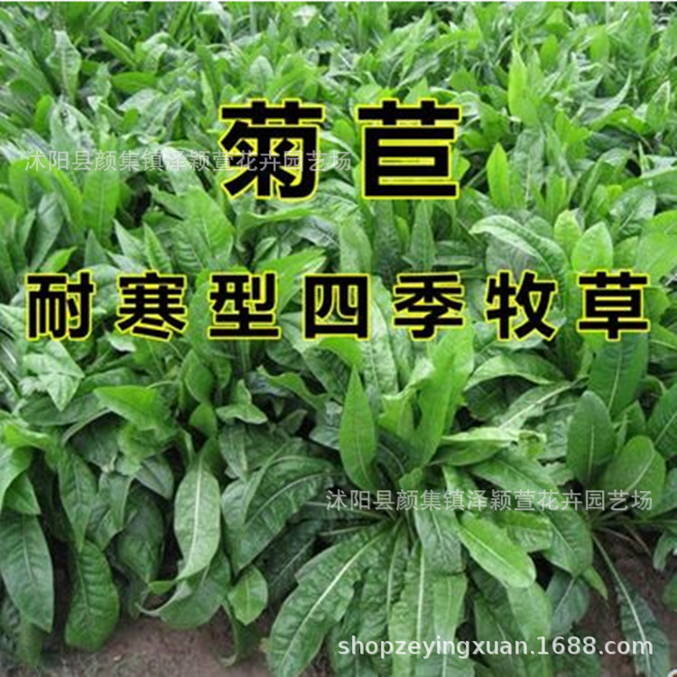批发优质牧草种子 大叶菊苣种子 多年生高营养肥猪菜种子宽叶高产