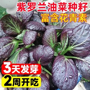 ���_�m�Ͳ˷N���ļ��߲˷N�������Ͳ�����Ϻ���N���r���̨�Nֲ