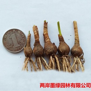 Manufacturer Base Wholesale Orchid Bulbs White Onion Orchid Bulb Seedlings All Year Round Plant Florals Green Plant Orchid Bulb Seedlings