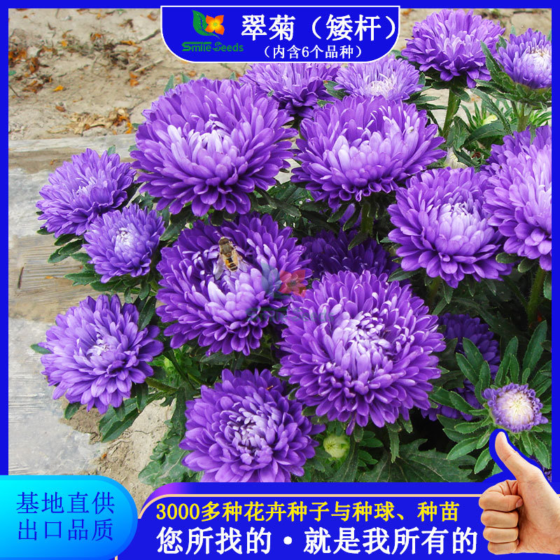 批发翠菊种子散装绿化阳台盆栽花坛四季切花地被植物花籽花卉种子