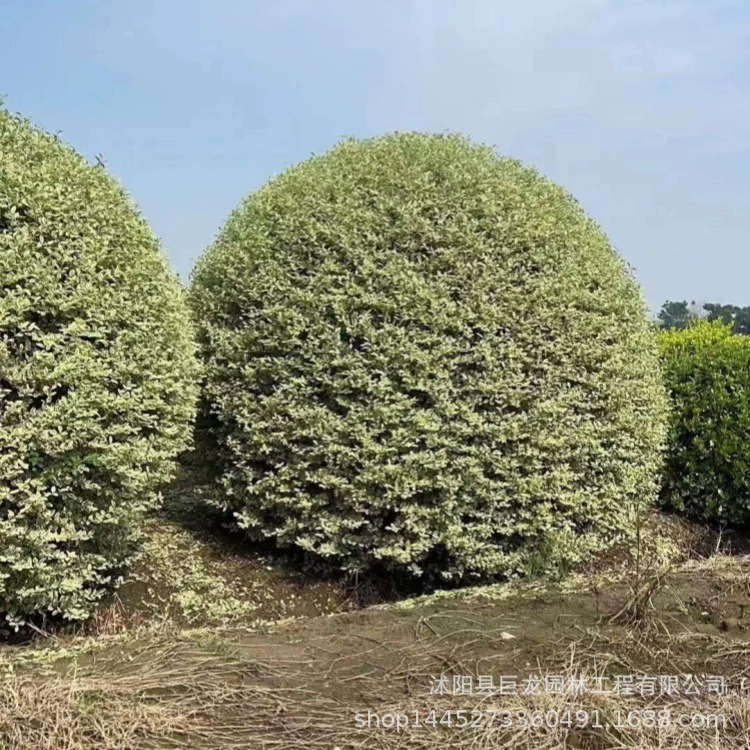 Yinji Xiaoxiaomiao база прямых продаж Yinji Xiaoxiaomiao зеленый сад инженерные саженцы ландшафт Yinji Xiaoxiaomiao