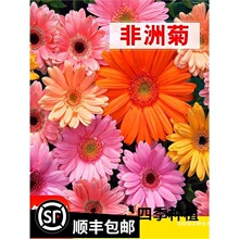 �M�ڷ��޾շN�ӷ��ɻ��ջ��N���̨�����ļ����^�G��ֲ�ﻨ�ܷN��