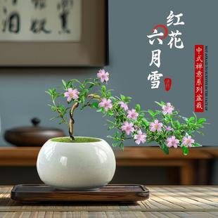 Red Flower June Snow Bonsai Cliff-Style Old Stump Floating Branch Shape Small Potted Office Green Plant Desktop Easy-To-Care Ornament