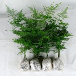 Asparagus Potted Green Plant Flower Bonsai Plant Indoor Living Room Hydroponic Asparagus Cloud Bamboo Asparagus Large Seedlings Evergreen All Year Round