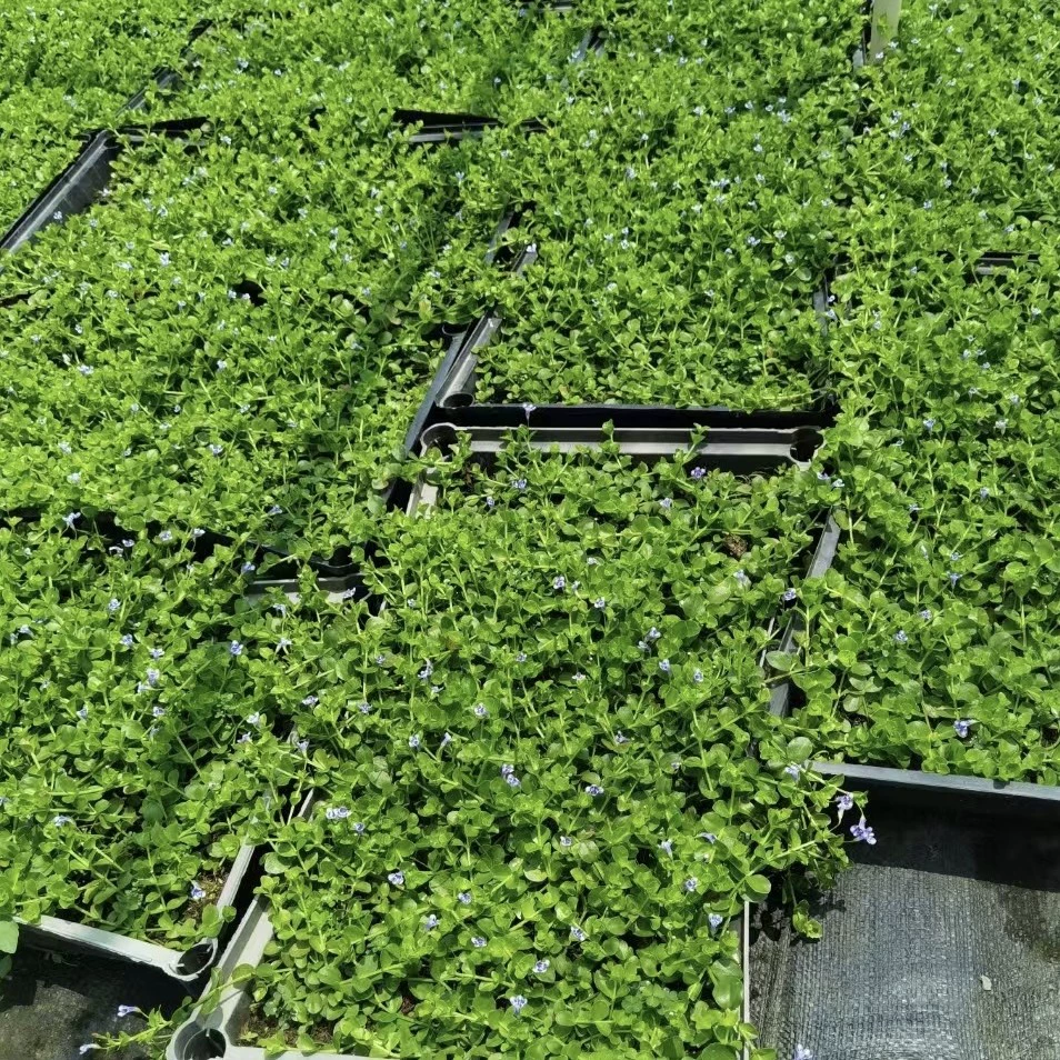 2408 Питомник поставляет синий ангел 50*30cm сито