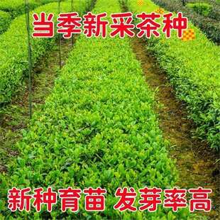 ����G��N���²ɲ�� �F�^����N �������N��t�۲��N����