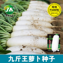 厂家大量批发九斤王大白萝卜种子南畔洲晚罗卜种籽秋季蔬菜菜籽种