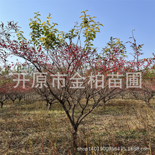 金银忍冬老庄庭院盆栽造型忍冬树丛生绿篱灌木金银忍冬独杆金银木