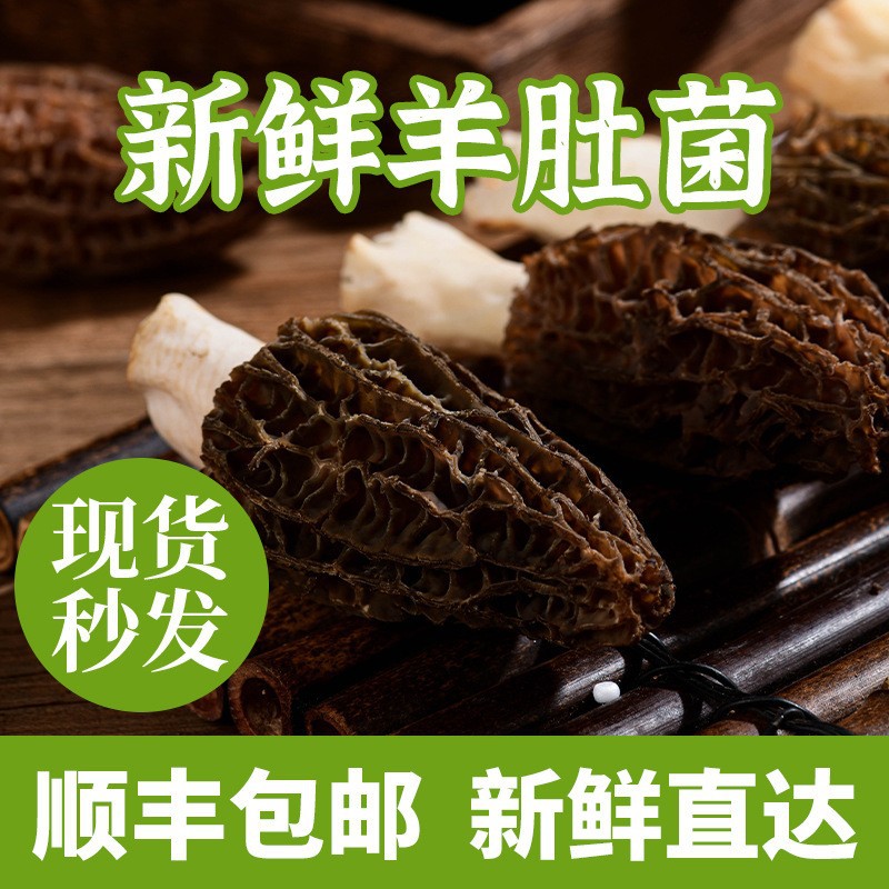 云南头茬新鲜羊肚菌精选鲜货牛肚菌菌菇蘑菇羊肚菌新鲜送礼