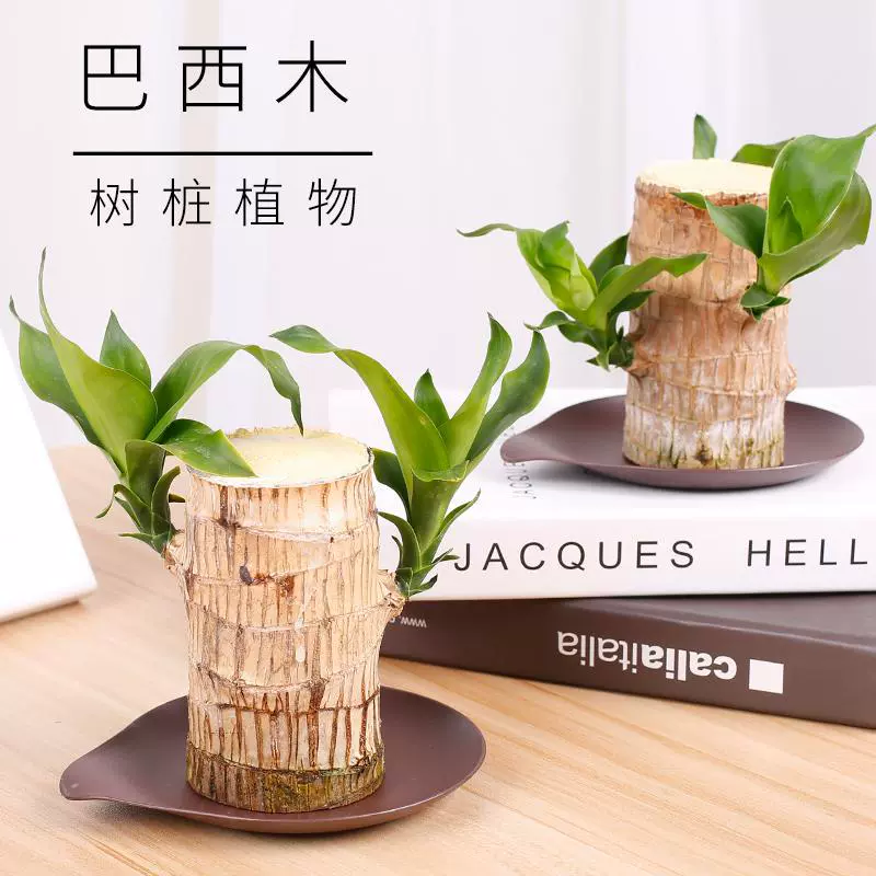 Бразильские деревянные водные культуры, мини-настольные горшечные растения, офисные гидропонные зеленые растения для ленивых
