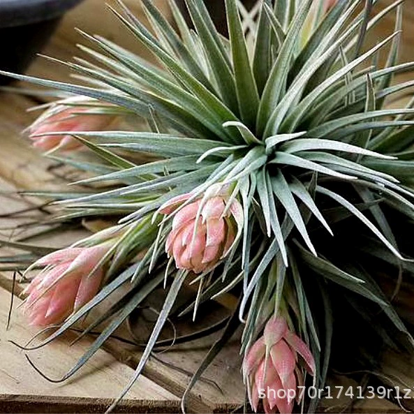 Завод прямых воздуха железа Орхидея беспочвенные завод воздуха железа Орхидея Зефир оптом