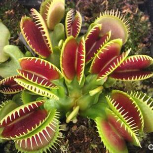 Flytrap, Pitcher Plant, Insectivorous Plant, Mosquito Repellent Plant, Mosquito-Catching Plant, Mosquito-Eating Plant, Oversized Insect-Catching Plant, Fun Potted Plant