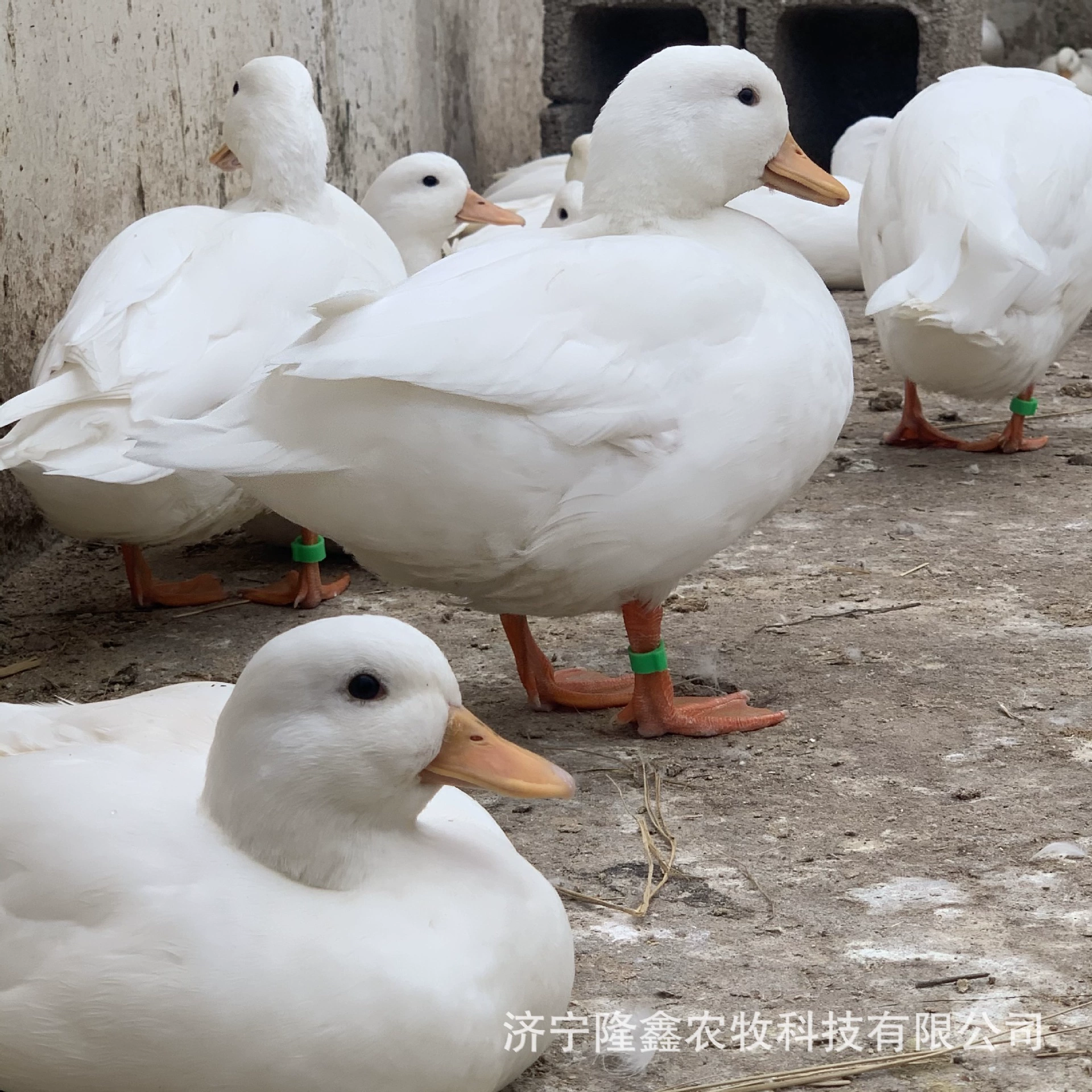 Коул Дак Уровень Выживания Часы Коул Дак Одна цена Купить Коул Дак Live Оптовая Pet Коул Дак