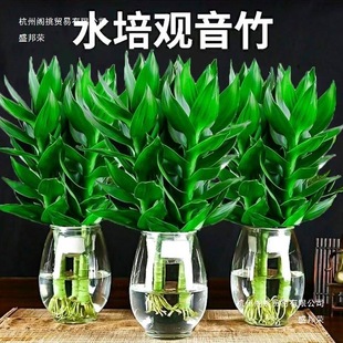 Sˮ^҃ȾGֲkҿ͏dˮBF̿