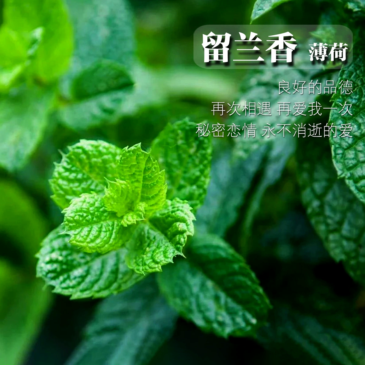 Мята Семена Мяты Оптом Съедобные Сезонные Посевные Семена Цветов Садоводство Горшечные Серебряные Датчане Семена Цветов